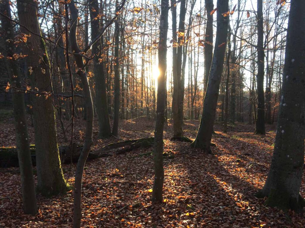 Wilder Kermeter in Herbstfarben