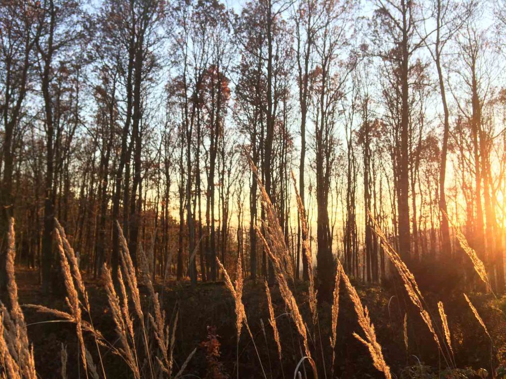 Wilder Kermeter im Herbst