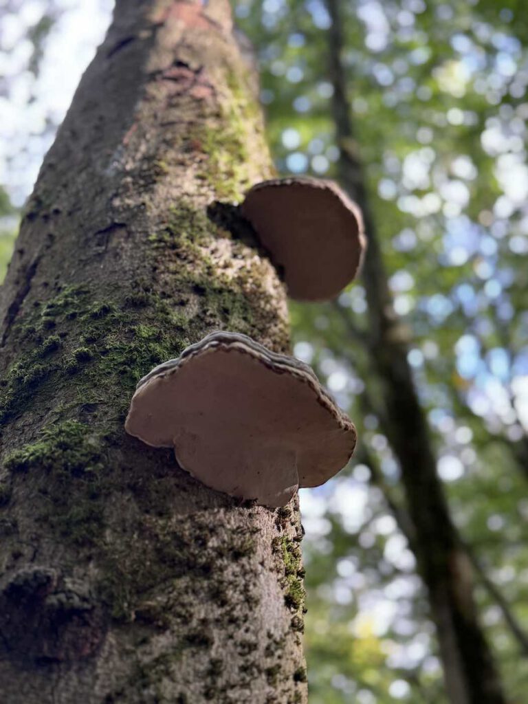 Baumpilz im Wilden Kermeter