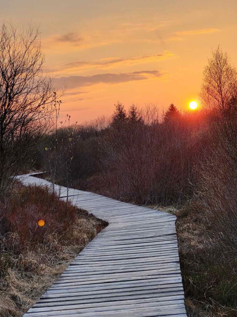 Holzstege im Brackvenn