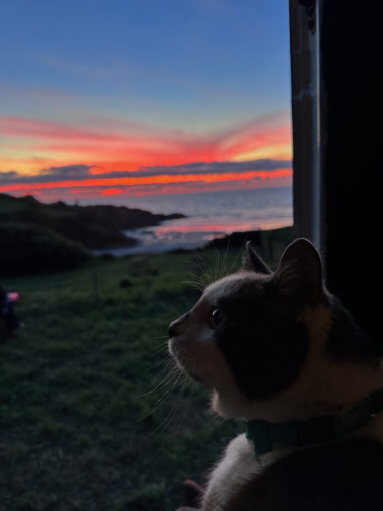 Katze beobachtet den Sonnenuntergang aus dem Wohnmobil heraus