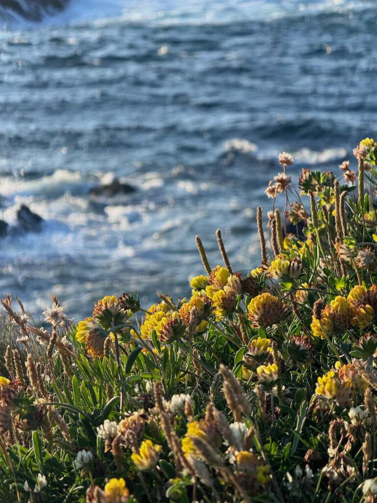 Wildblumen in Galicien