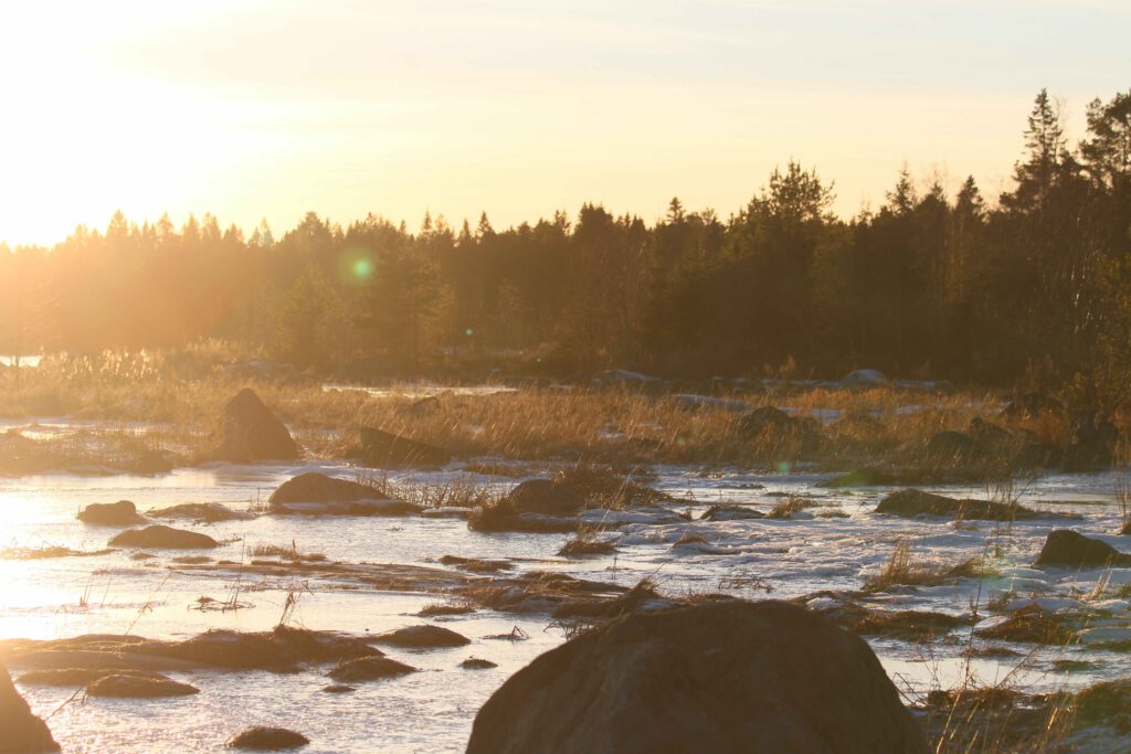 schwedische Waldlandschaft zur goldenen Stunde