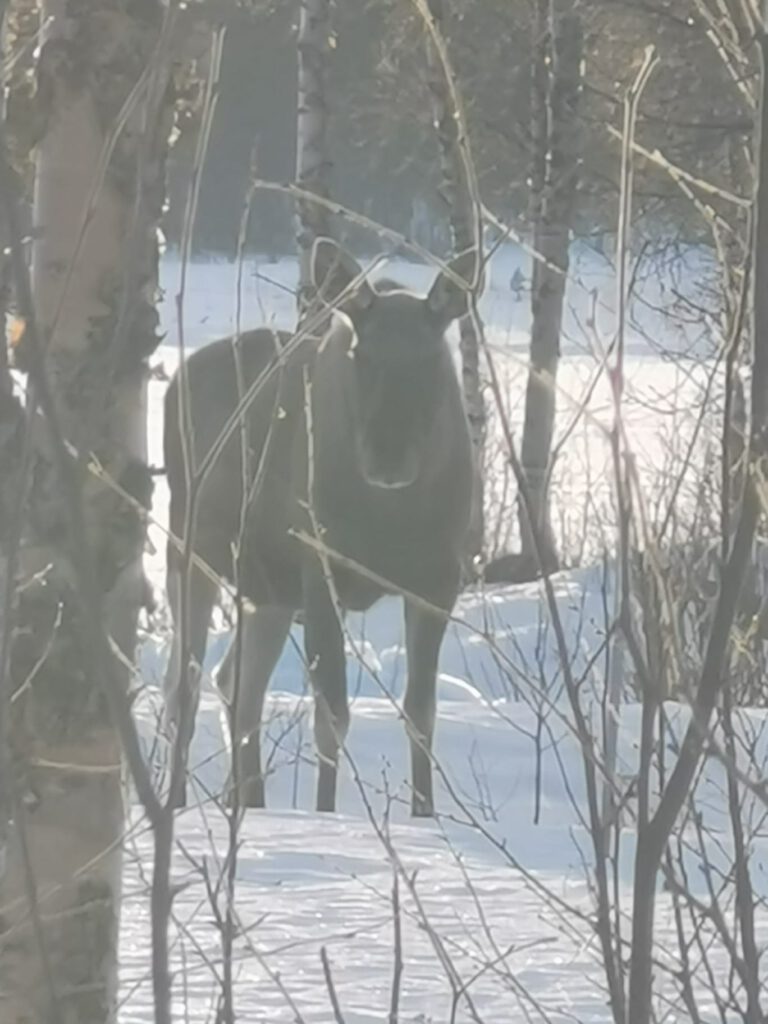 Elch versteckt sich hinter einem Baum